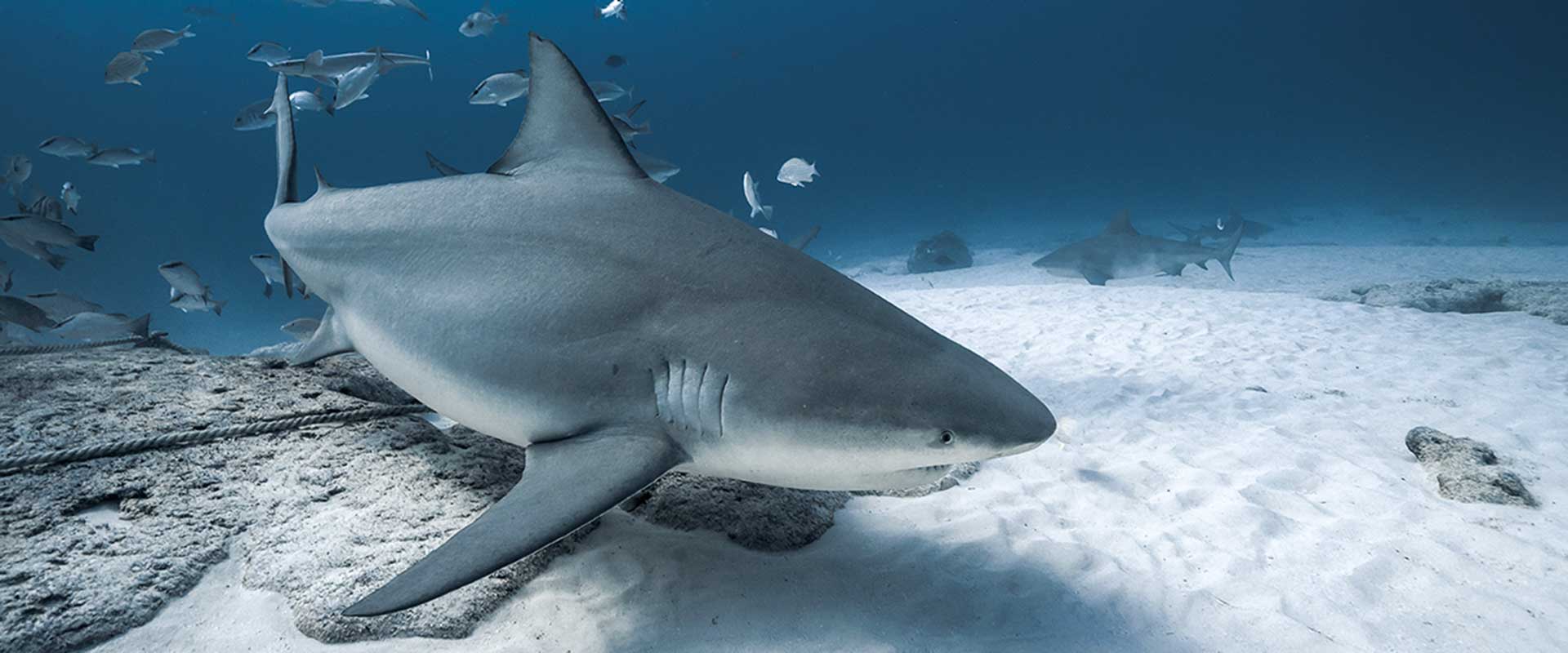 driftcurrent-adventures-underwater-experience-1920x800
