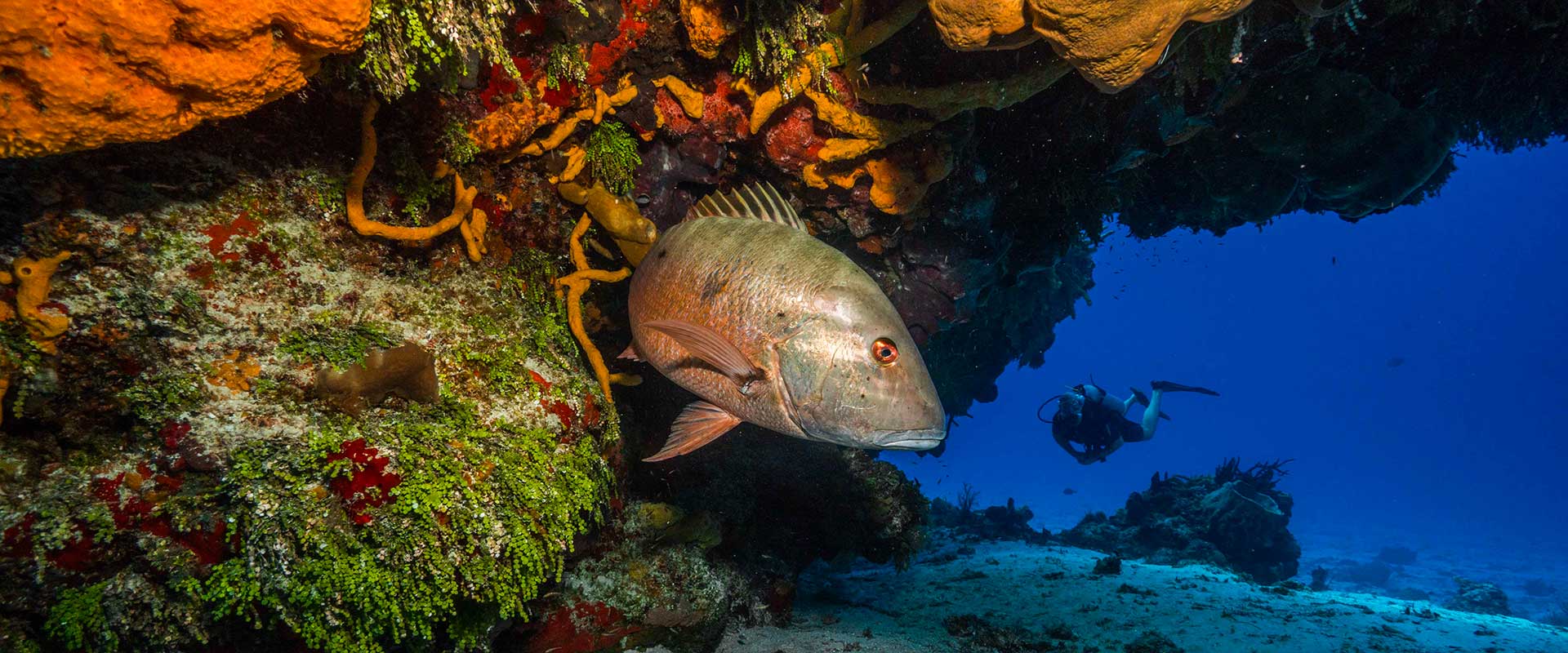 PHOTO-AND-DIVING-ADVENTURES-P2-1920X800