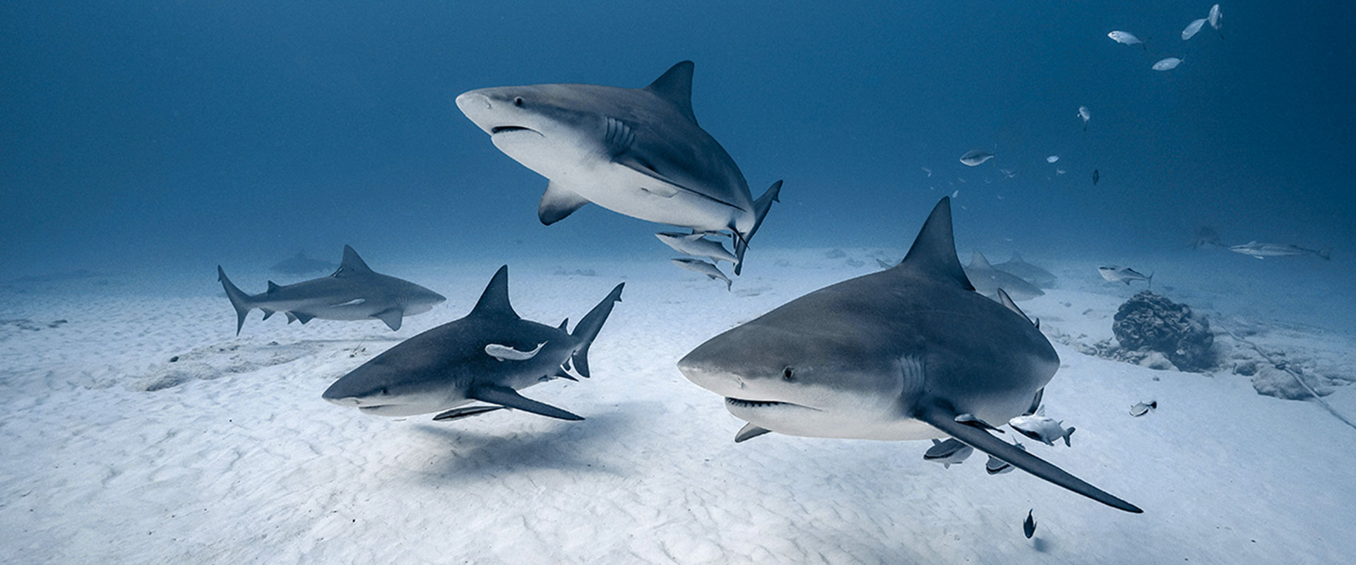 PHOTO-AND-DIVING-ADVENTURES-P3-1920X800